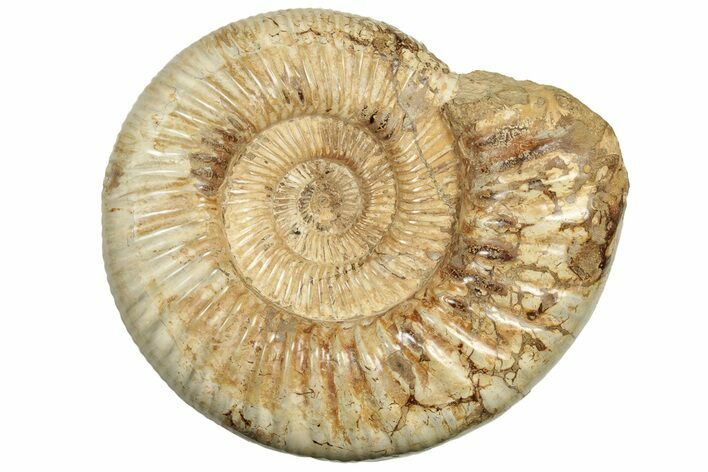Polished Jurassic Ammonite (Perisphinctes) - Madagascar #217112